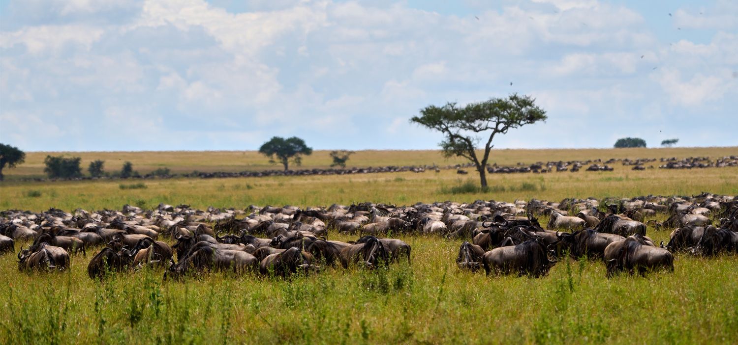 17th Edition Greenstorm Global Photography Festival