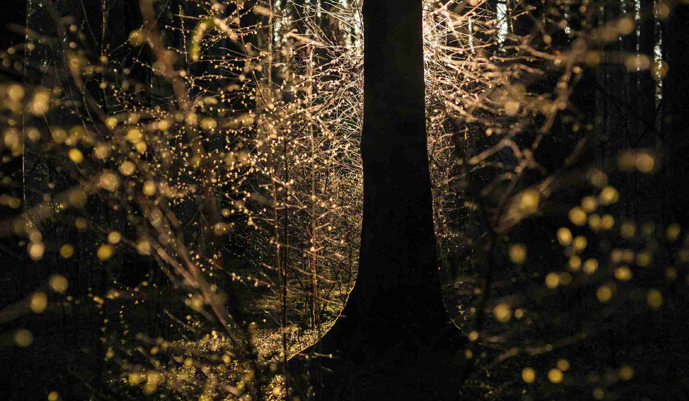 15th edition - Camera