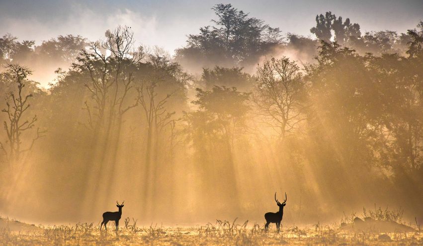 15th edition - Camera